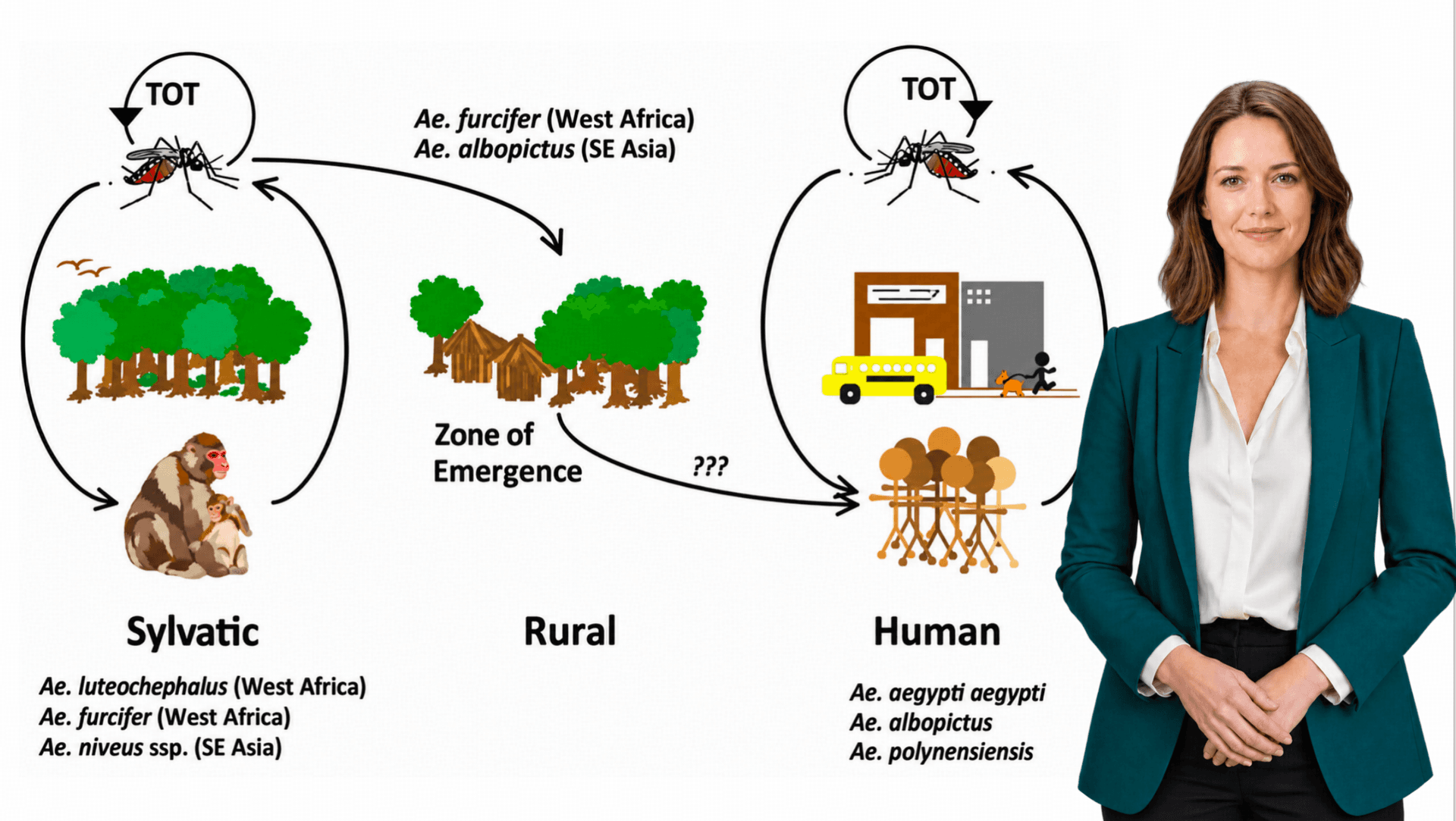 Dengue Transmission Cycles(@Juliusas)